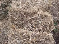 Yemlik quru ot Təcili satılır pul ehtiyac di qiymətə razılaşma var - — foto 3