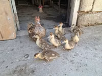 Ducks — foto 3