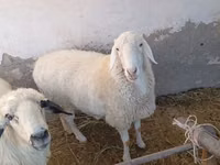 Ram, Sheep — photo 3