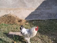 Brahma — foto 2
