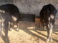 İnək, Russian Black pied cattle — foto 2