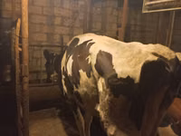 Vache, Race Holstein — photo 1
