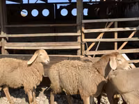 نعجة, Arashan sheep — الصورة 7