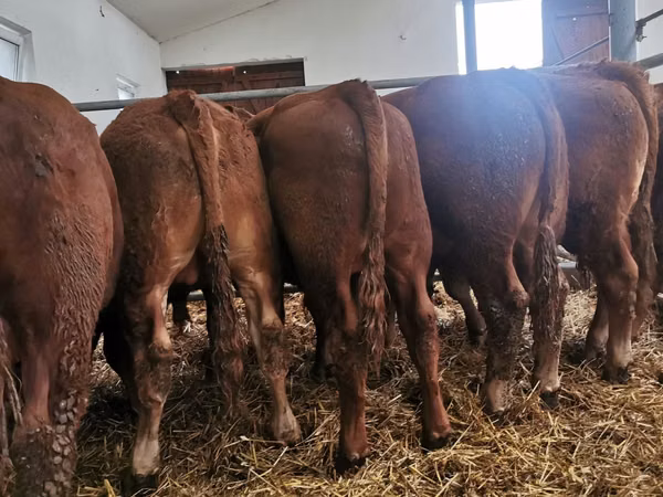 Taureau, Vache limousine