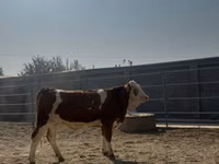 Skot (série, pohlaví neuvedeno), Simmental cattle — foto 3