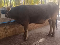 Krowa, Bydło — zdjęcie 4