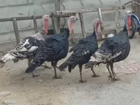 Turkeys — foto 2