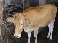 Kuh, Wilder Yak — Foto 2