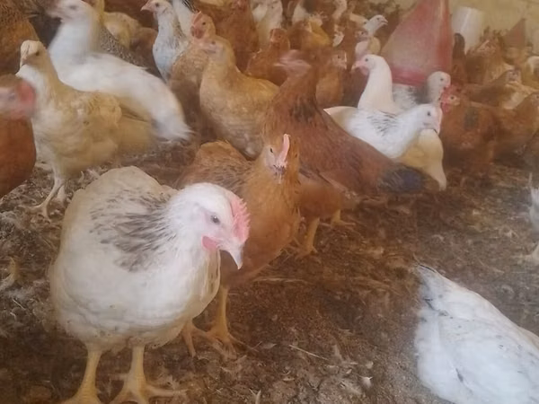 Chickens