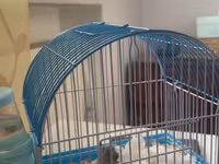 Kiçik gəmirici üçün qəfəs dəsti - Material: metal barmaqlıqlar və — फ़ोटो 2