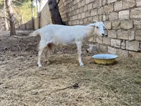 Koza, Saanen goat — foto 6