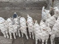 Koza, Saanen goat — zdjęcie 4