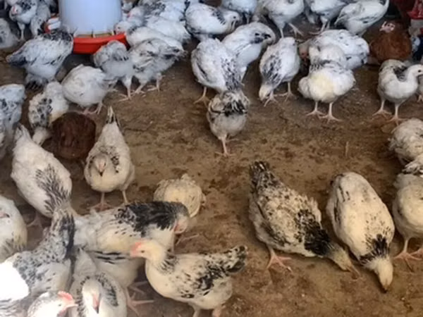 Chickens — Azerbaijão
