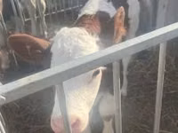 Buqa, Simmental cattle — 1-rasm