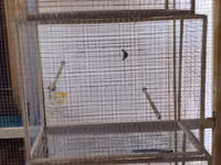 Qefesler tutuqusu,bulbul,amadin saxlamqcun,ucdene qefesi var ucunde — фото 2