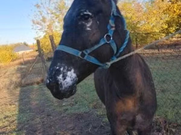 母马, Mule