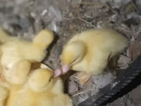 Ducks — Foto 5