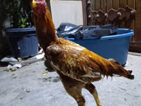 Chickens — foto 1