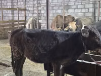 ძროხა, მსხვილფეხა რქოსანი — ფოტო 4