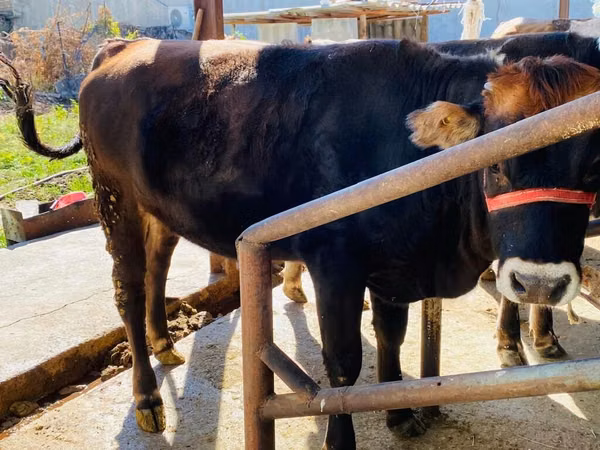 Býk, Swiss cattle