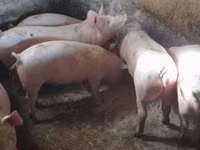母猪, Pigs — 照片 8