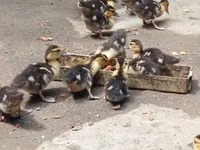 Ducks — Foto 2