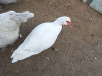 Ducks — الصورة 3