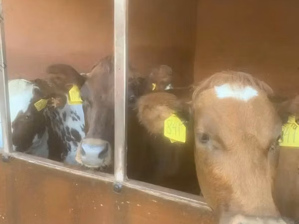 Vache, Swiss cattle