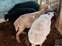 Ovejas (lote, sexo no especificado), Ovejas — foto 4