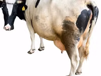 Býk, Russian Black pied cattle — foto 2