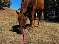 குதிரை, Oldenburg horse — புகைப்படம் 2