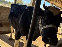 İnek, Russian Black pied cattle — foto 4