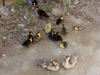 Ducks — zdjęcie 2