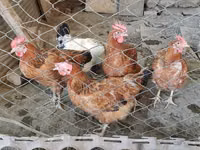 Chickens — photo 1