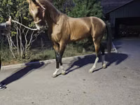 Cavalo, Akhal-Teke — foto 1
