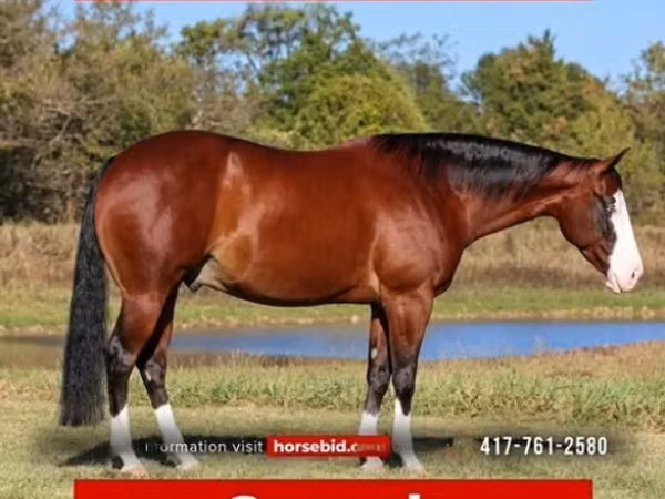 Horse (M), Quarter Horse