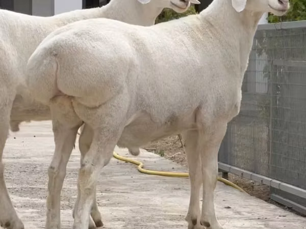 Bélier, Moutons