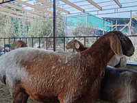 Qoyun, Arashan sheep — foto 2