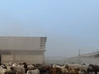 母羊, Sheep — 照片 2