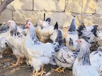 Brahma — Foto 3