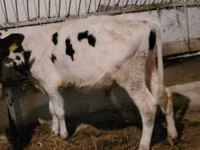 Bulle, Simmental cattle — Foto 3