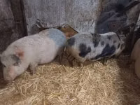 Sow, Pigs — photo 3