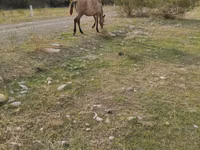 Kobyła, Azerbaijan horse — zdjęcie 2