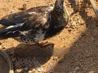 Ducks — foto 1