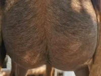 ஆண் வெள்ளாடு, Nubian Goat — புகைப்படம் 7