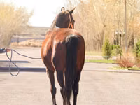 Égua, Thoroughbred horse — foto 4