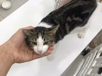 Отдаем котиков в хорошие руки, беспалтно. все кроме белых — foto 3