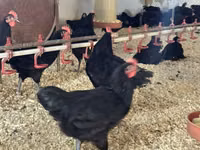 Australorp — photo 2