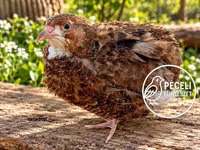Quails — ფოტო 8