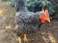 Chickens — zdjęcie 2